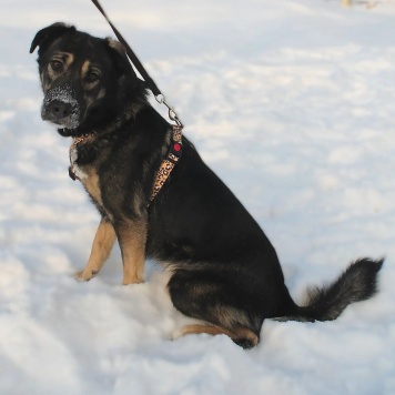 Собаки в добрые руки - Лотти