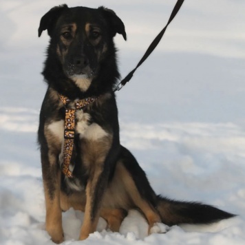 Собаки в добрые руки - Лотти - 1