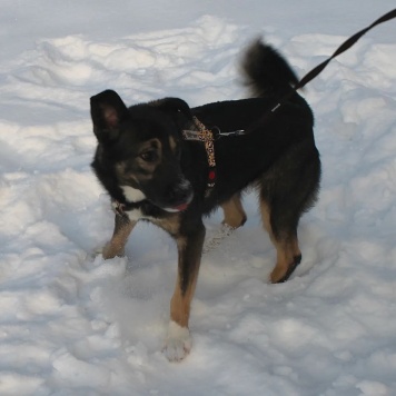 Собаки в добрые руки - Лотти - 2