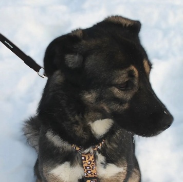 Собаки в добрые руки - Лотти - 3