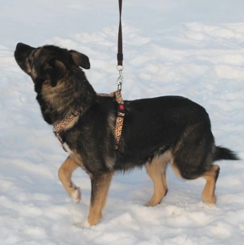 Собаки в добрые руки - Лотти - 4