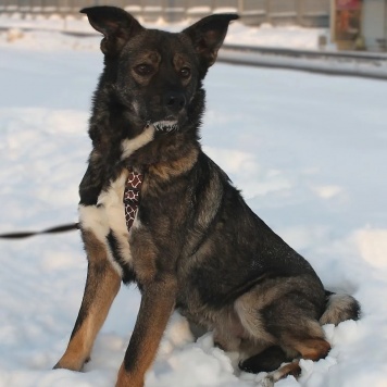 Собаки в добрые руки - Флейм