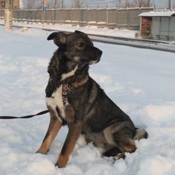 Собаки в добрые руки - Флейм - 1