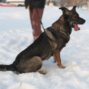 Собаки в добрые руки - Флейм - 2
