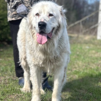 Собаки в добрые руки - Тигран