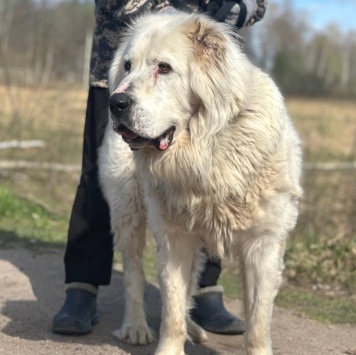 Собаки в добрые руки - Тигран - 1