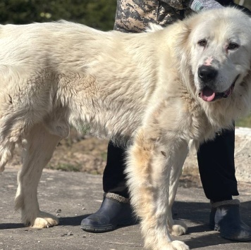 Собаки в добрые руки - Тигран - 2