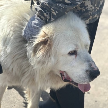 Собаки в добрые руки - Тигран - 3