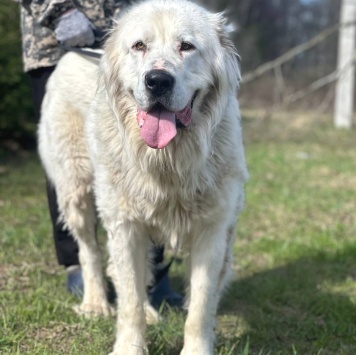 Собаки в добрые руки - Тигран - 4