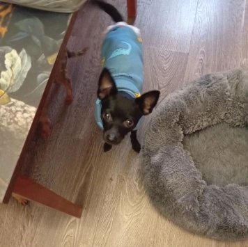 Собаки в добрые руки - Пиксель