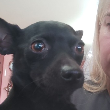 Собаки в добрые руки - Пиксель - 1