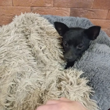 Собаки в добрые руки - Пиксель - 2