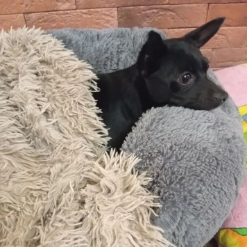 Собаки в добрые руки - Пиксель - 3