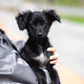 щенки - Собаки в добрые руки