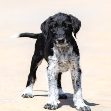 Собаки в добрые руки - щенки - 1