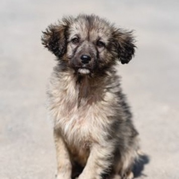 Собаки в добрые руки - щенки - 2