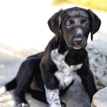 Собаки в добрые руки - щенки - 3