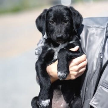 Собаки в добрые руки - щенки - 4