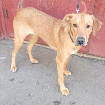 Собаки в добрые руки - Полли