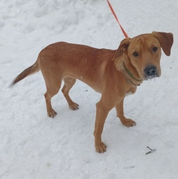 Собаки в добрые руки - Полли - 1