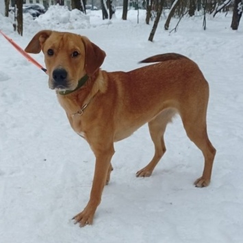 Собаки в добрые руки - Полли - 2