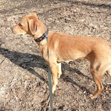 Собаки в добрые руки - Полли - 3