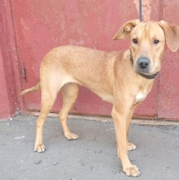 Собаки в добрые руки - Полли - 4