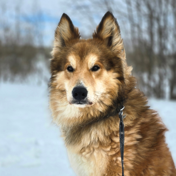 Собаки в добрые руки - Марсель