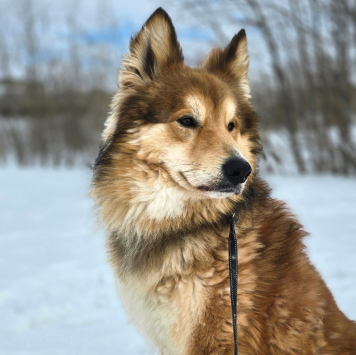 Собаки в добрые руки - Марсель - 1