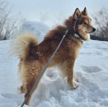 Собаки в добрые руки - Марсель - 2