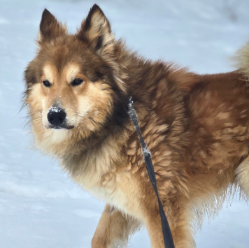 Собаки в добрые руки - Марсель - 3