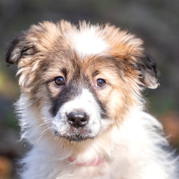 Собаки в добрые руки - Пудра