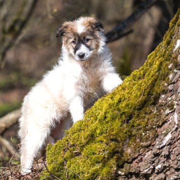 Собаки в добрые руки - Пудра - 1