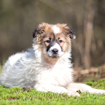 Собаки в добрые руки - Пудра - 2