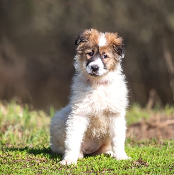 Собаки в добрые руки - Пудра - 3