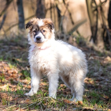 Собаки в добрые руки - Пудра - 4