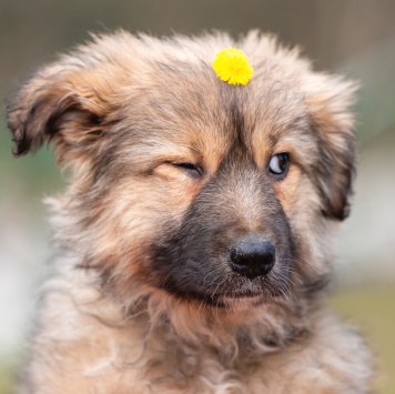 Груша - Собаки в добрые руки