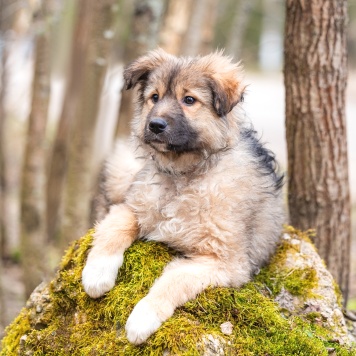 Собаки в добрые руки - Груша - 1