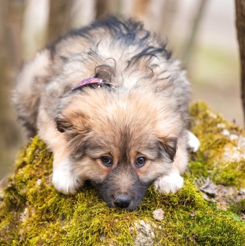 Собаки в добрые руки - Груша - 2