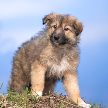 Собаки в добрые руки - Груша - 3