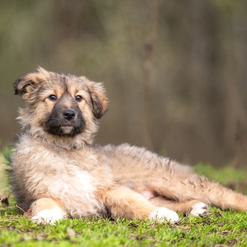 Собаки в добрые руки - Груша - 4
