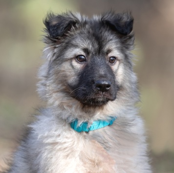 Тайна - Собаки в добрые руки