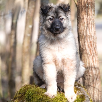 Собаки в добрые руки - Тайна - 1