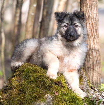 Собаки в добрые руки - Тайна - 2