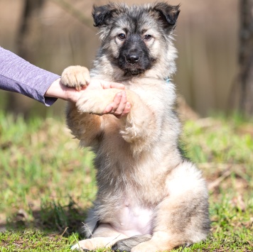 Собаки в добрые руки - Тайна - 3