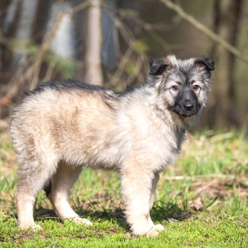 Собаки в добрые руки - Тайна - 4