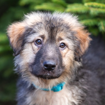 Собаки в добрые руки - Туман