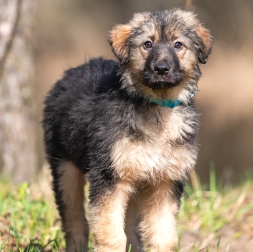 Собаки в добрые руки - Туман - 1