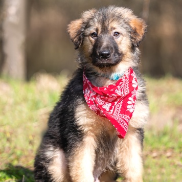 Собаки в добрые руки - Туман - 2