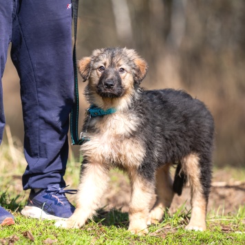 Собаки в добрые руки - Туман - 3